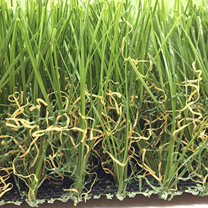 Grass