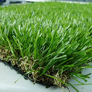 Grass